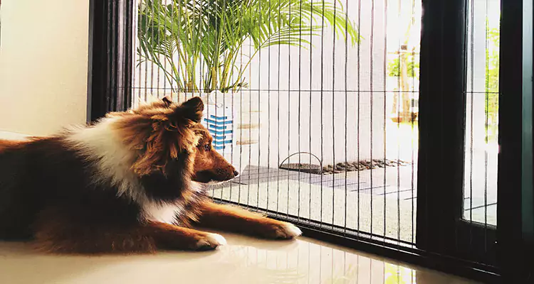 Sliding Screen Pet Door Repair in Bradenton, FL